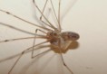 /album/pholcidae/pholcus-phalangioides-jpg/
